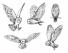 six owls flying in the air with their wings spread out, sketched on white paper