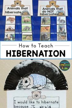 an animal themed bulletin board with the words, how to teach hibernation?