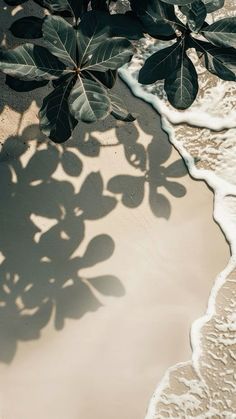 the shadow of leaves on the beach is cast onto the sand