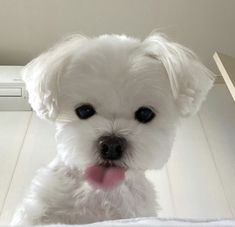 a small white dog sitting on top of a bed