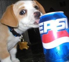 a small dog standing next to a pepsi can