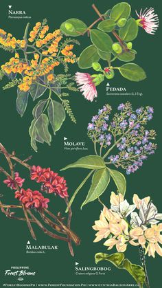 an illustration of different types of flowers on a green background with the names of them