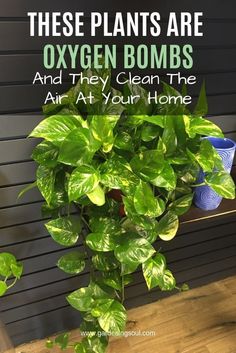 Low Maintenance Indoor Plants, Inside Plants, Best Indoor Plants, Air Purifying Plants, Bedroom Plants, Easy Plants, House Plants Indoor, Growing Plants, Plant Life