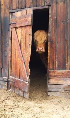 a cow sticking its head out of an open barn door with the words just everyday life on it