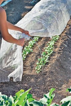 someone is watering plants in the garden with a plastic bag over their head and covering them