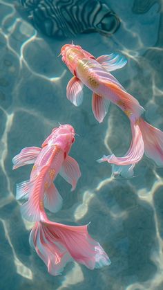 two pink fish swimming in clear blue water