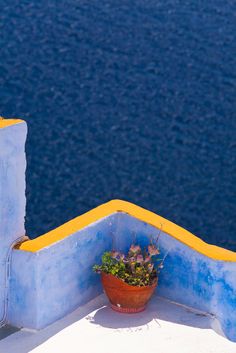 a potted plant sitting on top of a blue and yellow wall next to the ocean