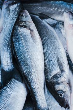 some fish are sitting on ice and ready to be eaten