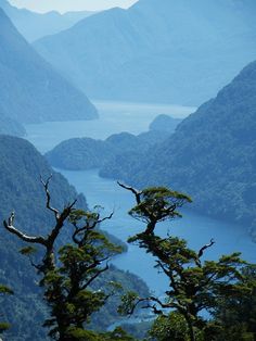 some trees and mountains with water in the background