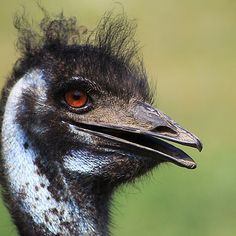 an ostrich with orange eyes looks to the side