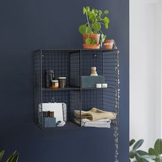 a shelf with some plants and other items on it in a room that is painted blue