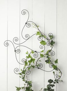 a plant is growing on the side of a white wall with wrought iron brackets and vines