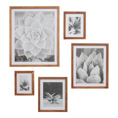 four framed photographs hanging on the wall with one white flower in center and three black and white photos below