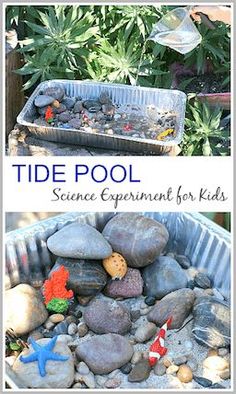 the cover of tide pool science experiment for kids with rocks and plastic fish in it