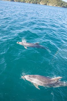 two dolphins swimming in the ocean near an island