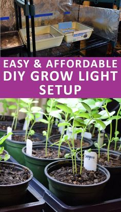 some plants are growing in pots with the words easy and affordable diy grow light setup