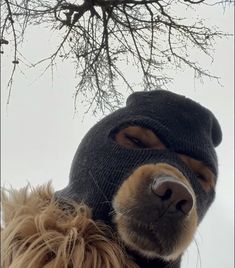 a dog wearing a hat and looking at the camera with its nose covered by a knitted cap