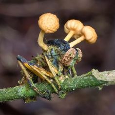 a bug sitting on top of a tree branch next to two small mushrooms in front of it