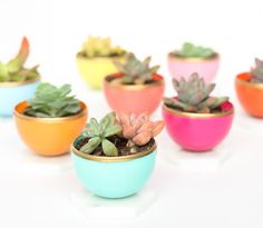 small colorful pots with succulents in them