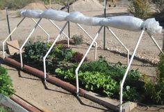 an outdoor garden with several plants growing in the ground and some pipes attached to it