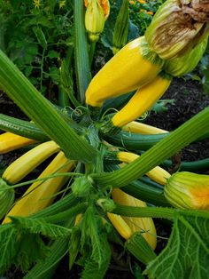 yellow flowers blooming in the garden next to green leaves and plants with brown spots