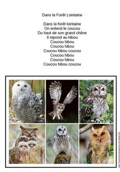 an image of owls in different pictures with captioning words below them that say, don't forget to be lost