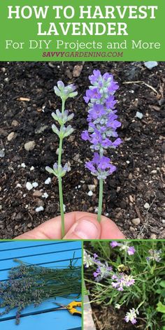 how to harvest lavender for diy projects and more