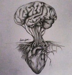 a drawing of a human heart and brain