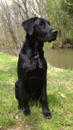 a black dog sitting in the grass next to a river