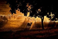 a herd of sheep standing on top of a grass covered field next to a tree