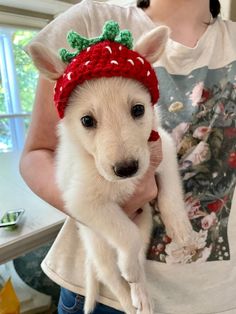 a woman holding a small white dog wearing a strawberry hat