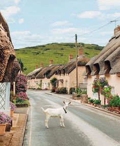 a white goat standing on the side of a road in front of small houses with thatched roofs