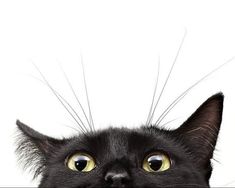 a black cat with long whiskers on it's head looking at the camera