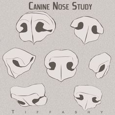 an animal's nose is shown with the words canine nose study written below it