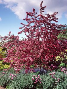 a red tree in the middle of a garden