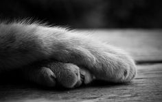 a close up of a cat's paw with it's claws stretched out