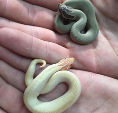 a hand holding a small snake in it's palm