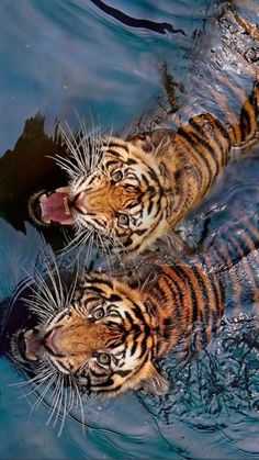 two tigers in the water with their mouths open