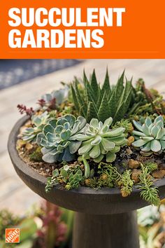 a book cover with succulent gardens in the center and small plants on top