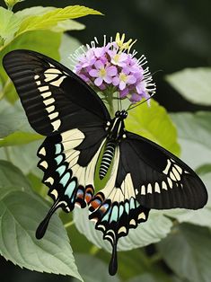 a black and white butterfly sitting on top of a purple flower next to green leaves