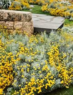 yellow flowers are growing in the grass near a stone wall and wooden bench with benches on it