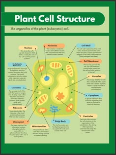 the plant cell structure is shown in this poster