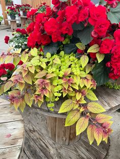 Remember these spring baskets that include early-season plants like these ruby red begonias! Spring Baskets, Ruby Red