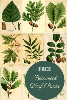 botanical leaf prints with the words free