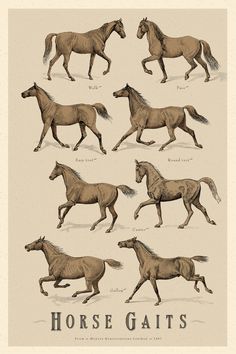 an image of horses running in different directions