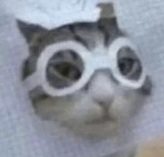 a cat with goggles on its head is looking at the camera while wearing glasses