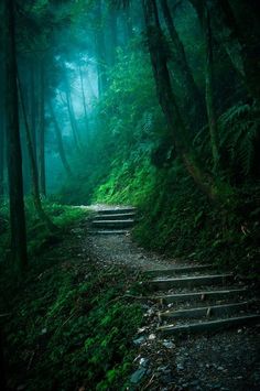 a path in the middle of a forest with moss growing on it's sides