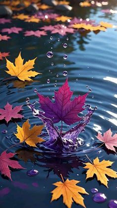 colorful leaves floating on top of water with drops