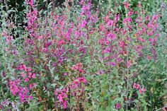 some pink flowers are growing in the grass