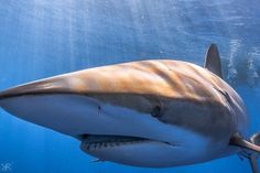 a shark swimming in the water with its mouth open